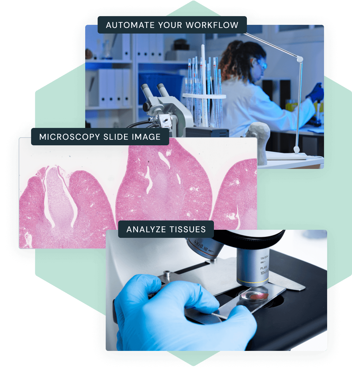 DataSentics Digital Pathology Pipeline Body Image